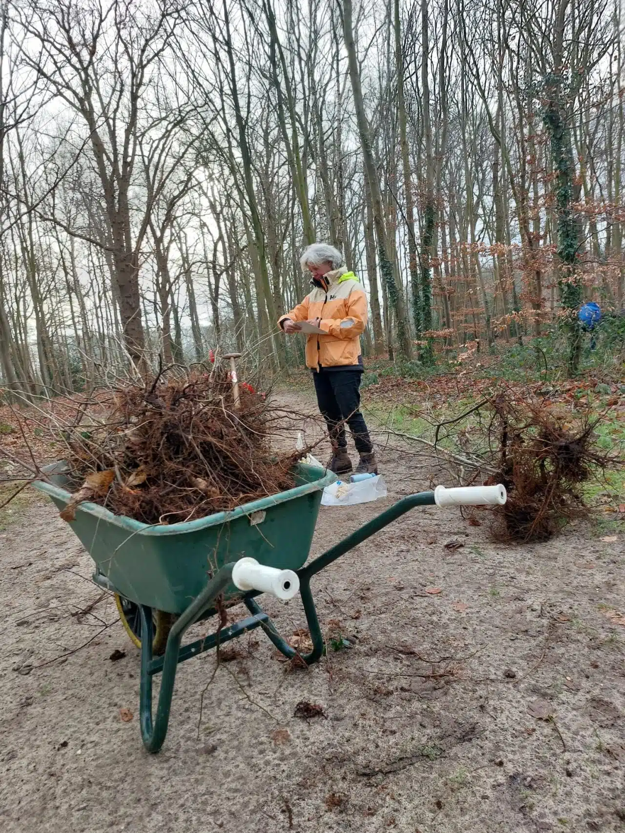 zaailingen van bomen en struiken worden geoogst
